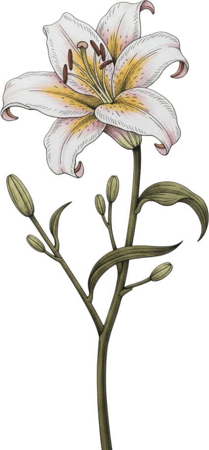 lily