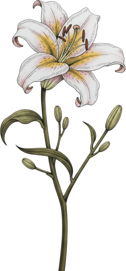 lilyr